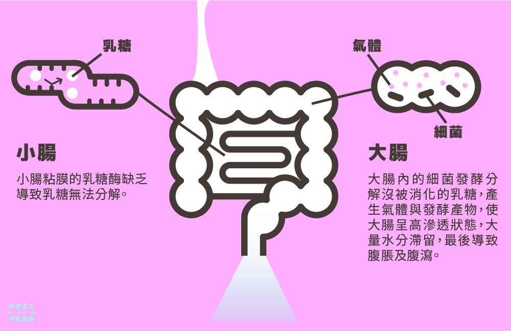 乳糖不耐症在人體發生的變化