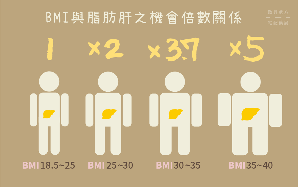 BMI 指數增加會提高脂肪肝患病率