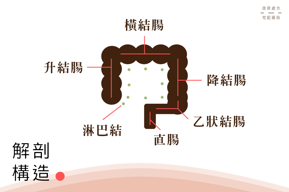 大腸直腸內的構造與名稱