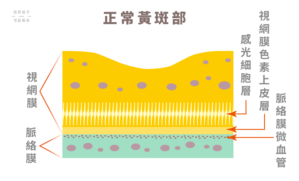 黃斑部正常情況的剖面圖