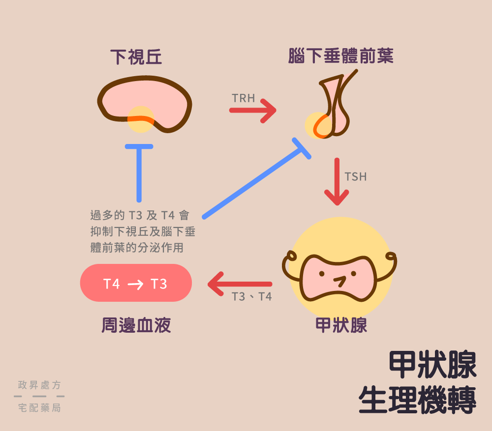 甲狀腺素生成與抑制的過程