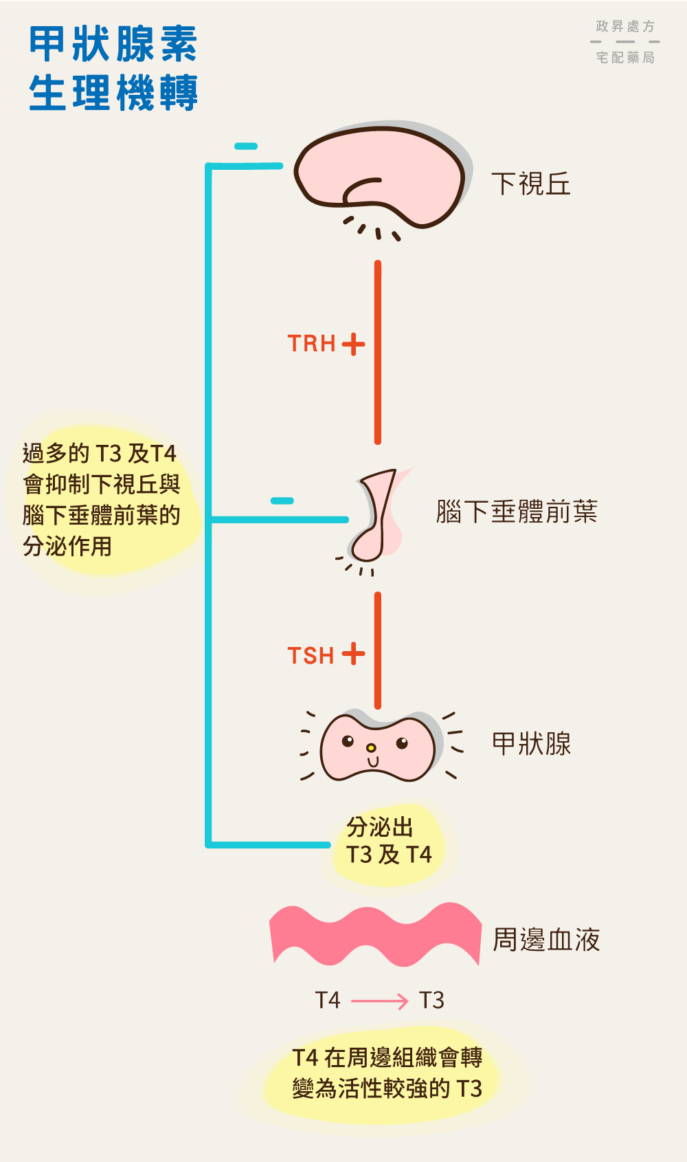 甲狀腺素生成與抑制的循環過程