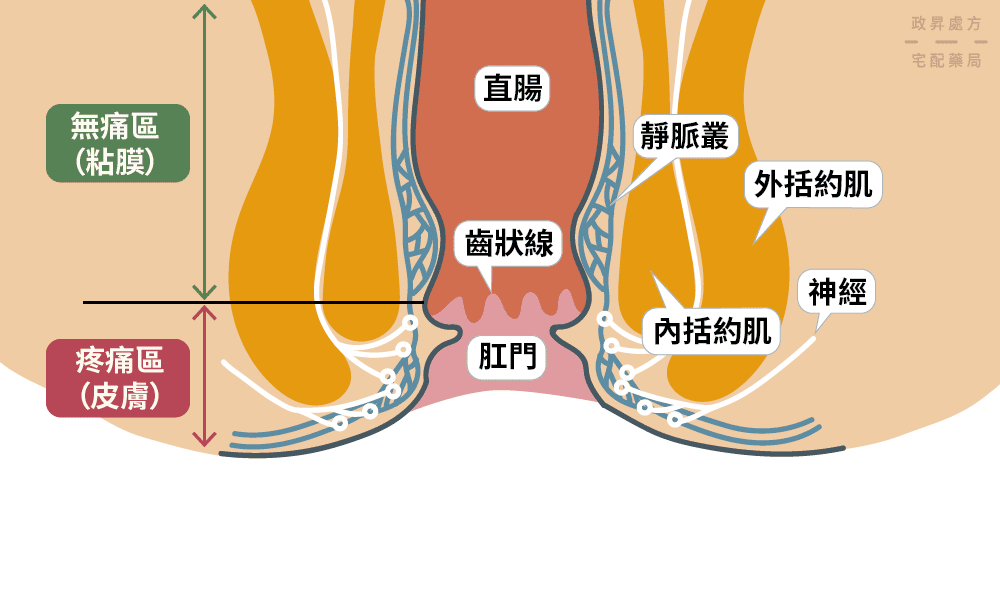 肛門構造的位置介紹