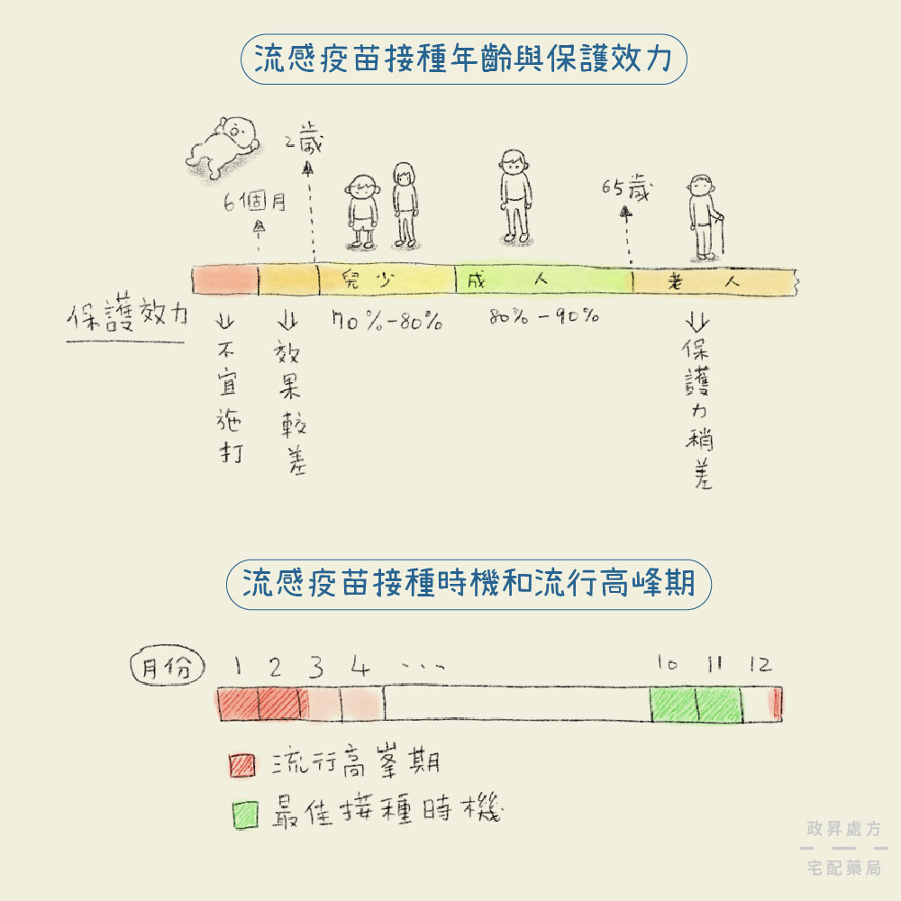 不同色塊表示流感疫苗保護力與接種時機