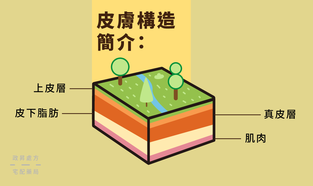 塊狀的皮膚構造分層介紹圖