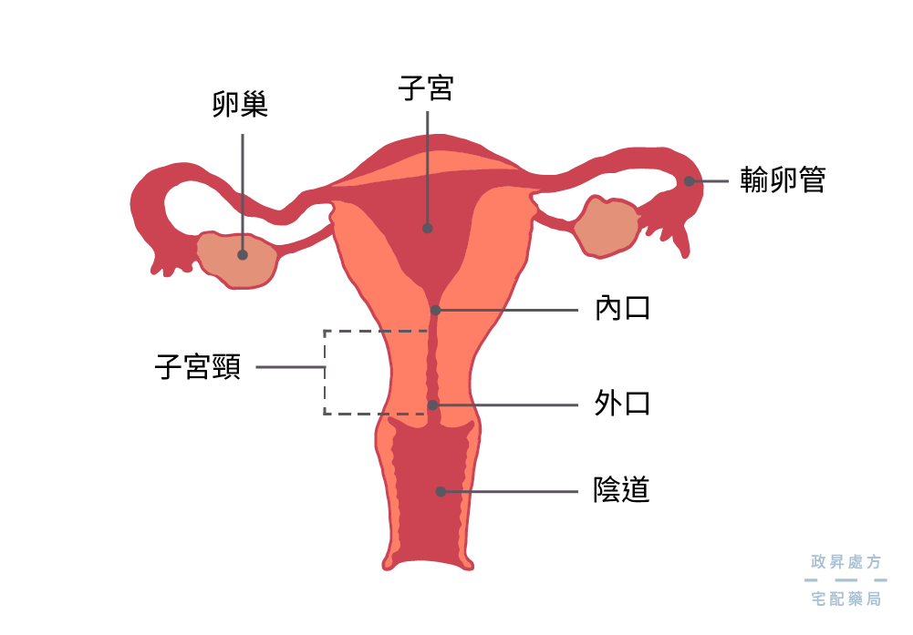 子宮構造正面圖