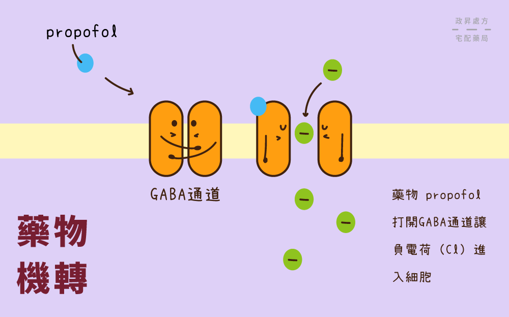 四個擬人橢圓形表示麻醉藥的藥物機轉