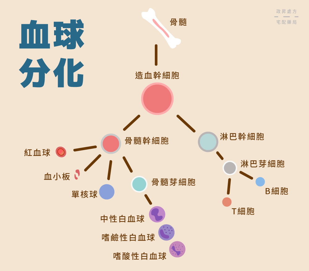 血球從骨髓分化的流程