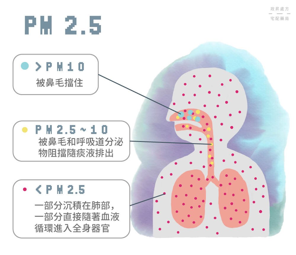 說明 PM2.5 大小與入侵範圍的人形圖