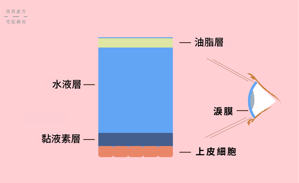 淚膜結構的分層介紹