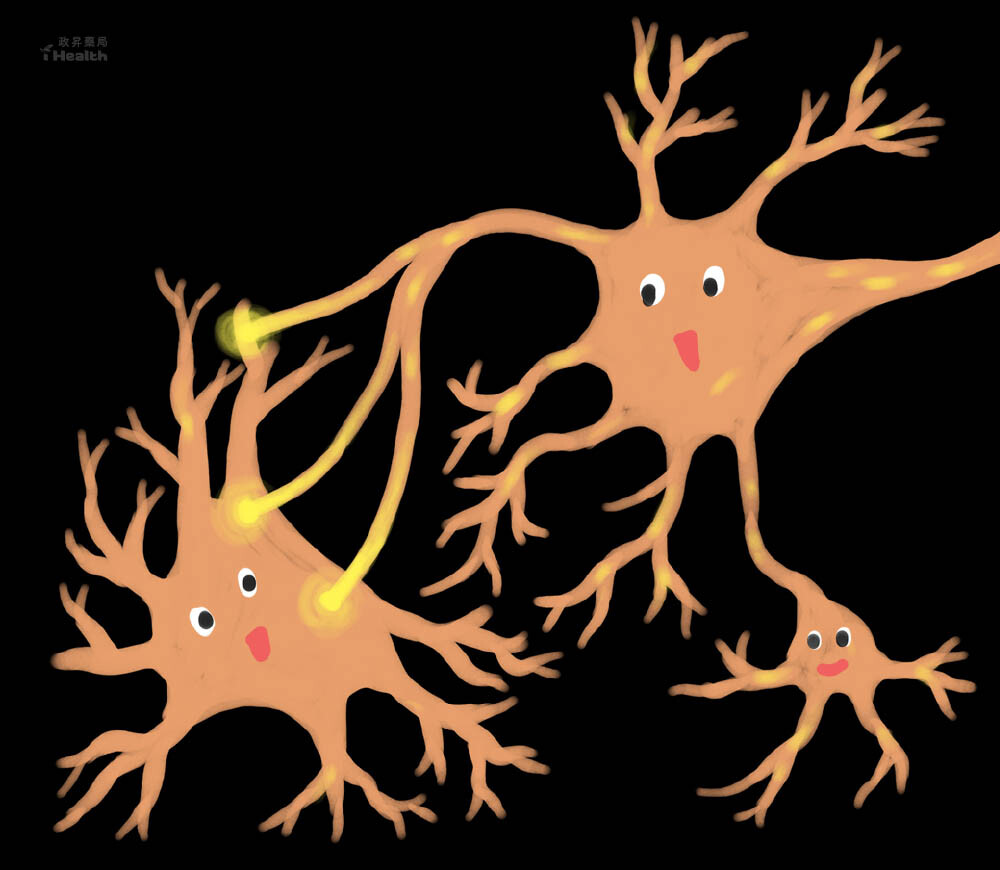 神經細胞以突觸相互連結