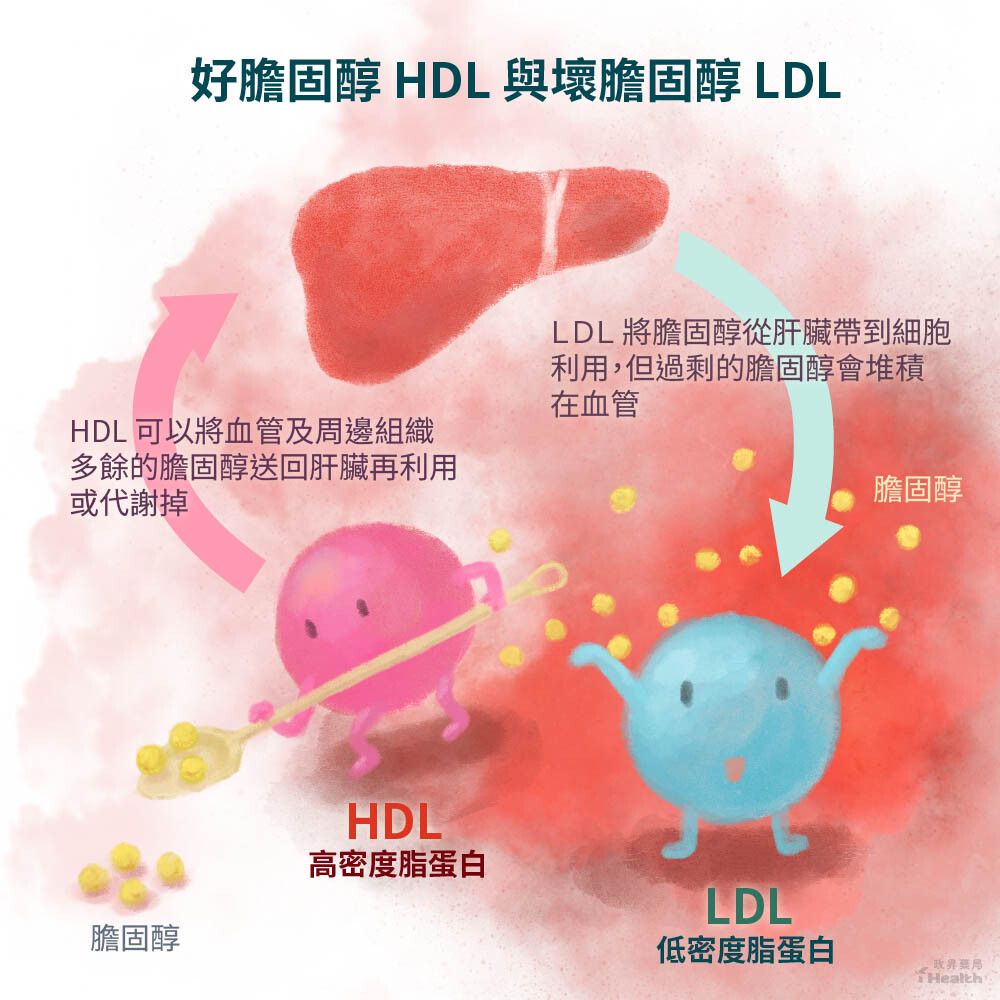 人體利用膽固醇的過程