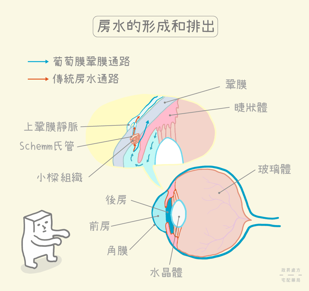 房水的形成與排出過程