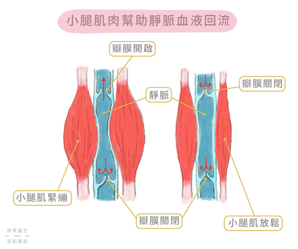 肌肉如何幫助靜脈血液回流