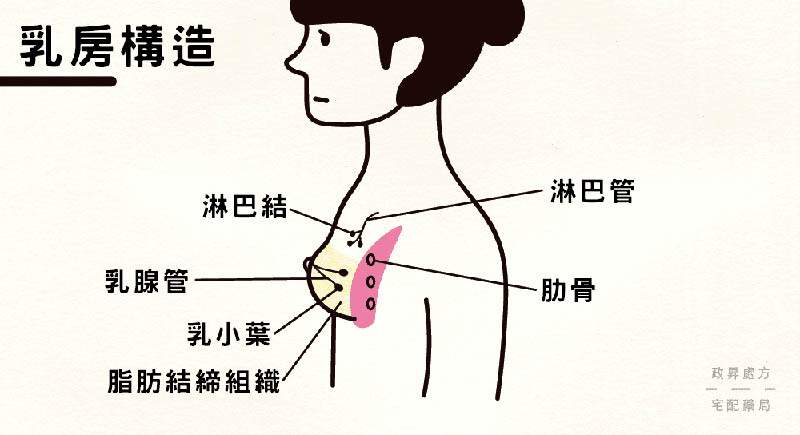 乳房構造