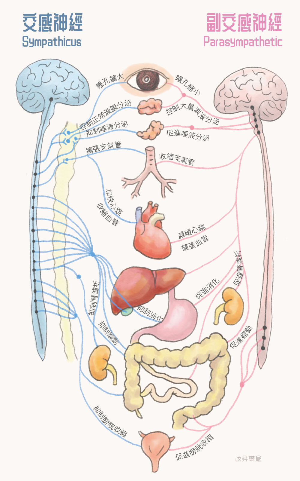 交感神經與副交感神經作用