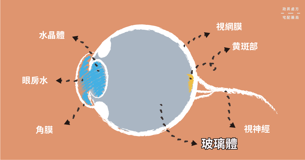 眼睛構造圖與玻璃體