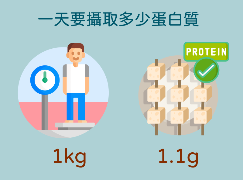 1公斤體重1.1g蛋白質